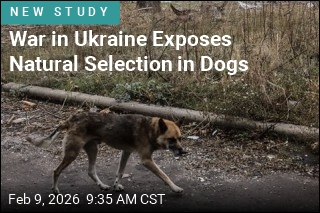 Ukraine's Abandoned Dogs Are Turning Wild
