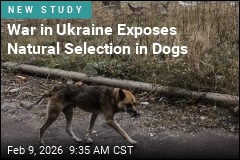 Ukraine's Abandoned Dogs Are Turning Wild