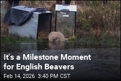 It's a Milestone Moment for English Beavers