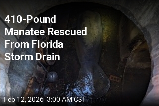 410-Pound Manatee Rescued From Florida Storm Drain