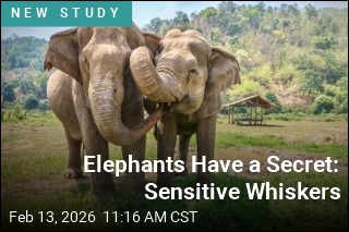 Elephants Have a Secret: Sensitive Whiskers