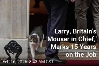 Britain's 'Mouser in Chief' Marks 15 Years on the Job