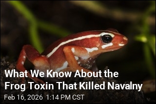What We Know About the Frog Toxin That Killed Navalny