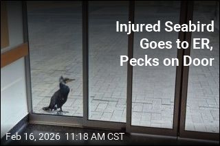 An Injured Seabird Takes Itself to the ER