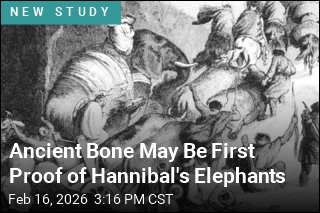 Ancient Bone May Be First Proof of Hannibal's Elephants