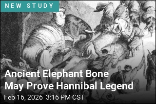 Ancient Bone May Be First Proof of Hannibal's Elephants