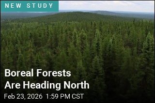 Climate Change Is Pushing Boreal Forests Further North