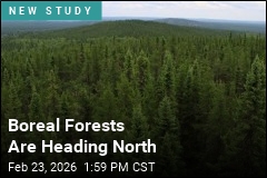 Climate Change Is Pushing Boreal Forests Further North