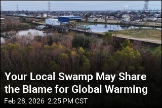 Global Warming Has a New Big Driver: the World's Swamps