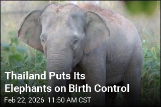 Thailand Puts Its Elephants on Birth Control