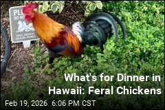 What's for Dinner in Hawaii: Feral Chickens