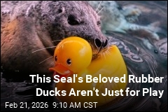 Babies Aren't the Only Ones Who Love Their Rubber Ducks