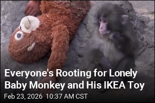 Everyone's Rooting for Lonely Baby Monkey and His IKEA Toy