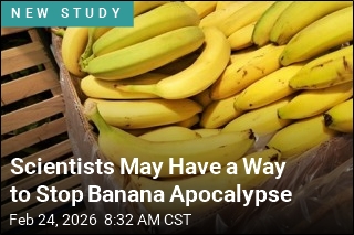 Bananas May Soon Get a Break From a Devastating Fungus