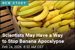 Bananas May Soon Get a Break From a Devastating Fungus