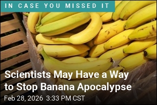 Bananas May Soon Get a Break From a Devastating Fungus