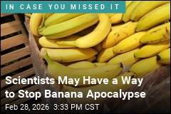 Bananas May Soon Get a Break From a Devastating Fungus