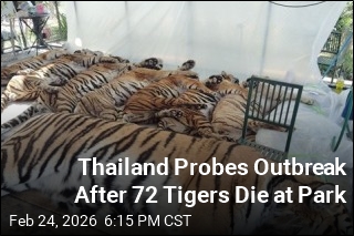Thailand Probes Outbreak After 72 Tigers Die at Park