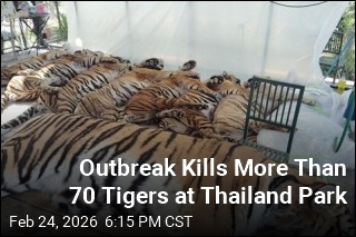 Thailand Probes Outbreak After 72 Tigers Die at Park