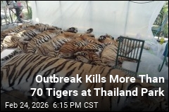 Thailand Probes Outbreak After 72 Tigers Die at Park