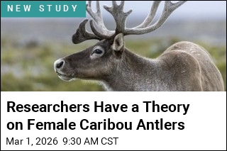 Researchers Have a Theory on Female Caribou Antlers