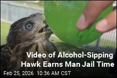 LA Man Gets Jail for Plying Protected Hawk With Booze