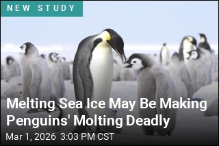 Melting Sea Ice May Be Making Penguins' Molting Deadly