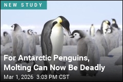 Melting Sea Ice May Be Making Penguins' Molting Deadly