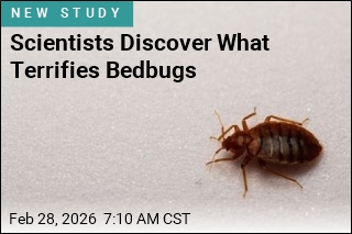 Achilles' Heel for Bedbugs: They're Terrified of Water