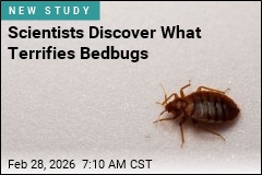 Achilles' Heel for Bedbugs: They're Terrified of Water
