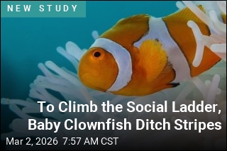To Climb the Social Ladder, Baby Clownfish Ditch Stripes