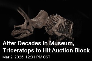After Decades in Museum, Triceratops to Hit Auction Block