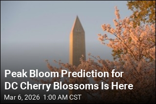 Peak Bloom Forecast for DC Cherry Blossoms Is Here