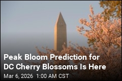 Peak Bloom Forecast for DC Cherry Blossoms Is Here