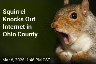 Squirrel Knocks Out Internet in Ohio County