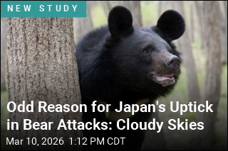 Odd Reason for Japan's Uptick in Bear Attacks: Cloudy Skies
