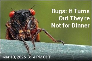 Bugs: It Turns Out They're Not for Dinner