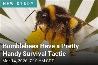 Bumblebee Queens Can Survive a Week Breathing Underwater