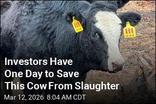 Investors Have One Day to Save This Cow From Slaughter