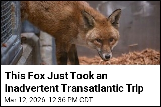 This Fox Just Took an Inadvertent Transatlantic Trip