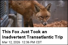 This Fox Just Took an Inadvertent Transatlantic Trip