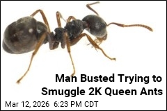 Man Busted Trying to Smuggle 2K Queen Ants