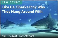 Like Us, Sharks Pick Who They Hang Around With