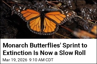 Researchers See Rare Good News on Monarch Butterflies