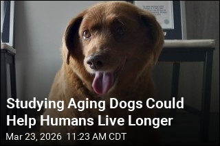 Studying Aging Dogs Could Help Humans Live Longer