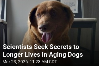 Studying Aging Dogs Could Help Humans Live Longer