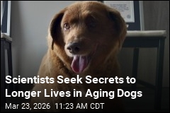 Studying Aging Dogs Could Help Humans Live Longer