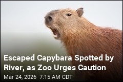 Escaped Capybara Spotted by River, as Zoo Urges Caution