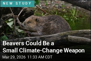 Beavers Could Be a Small Climate-Change Weapon
