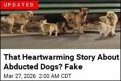 After Abduction, Corgi Leads 7 Dogs on 10-Mile Escape